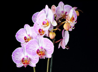 Phalaenopsis orchid branch isolated on black © okolaa