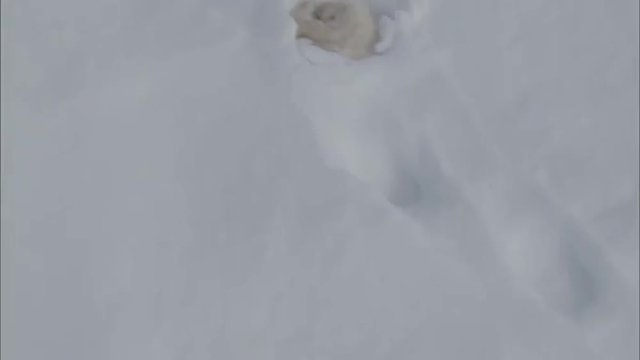 Aerial Footage Arctic Tundra Bear