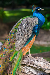 Naklejka premium Wild Peacock sitting on old tree in tropical forest