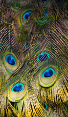 Peacock tall fragment with colorful feathers