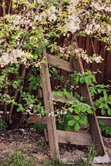 old wooden ladder and blooming apple in spring garden