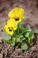 two yellow violas in garden bed