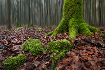 mossy tree trunk in the forest - 76575635