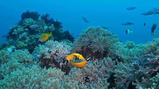 Coral reef with Foxface rabbitfish