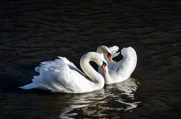 Fototapeta premium Swan love