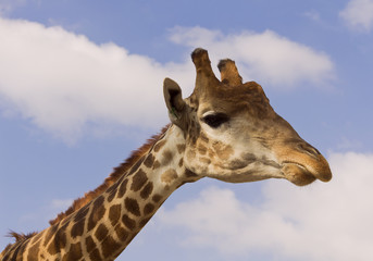 Giraffe on the background of blue sky.