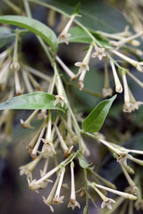 Cestrum nocturnum - Night blooming jessamine