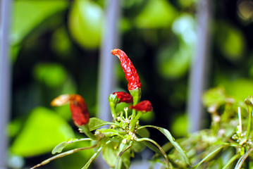 peperoncino