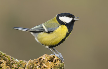 Naklejka premium Carbonero en primer plano