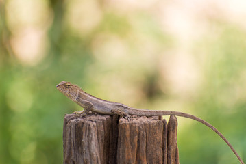 Closeup of Changeable lizard on tree