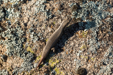 Tree Skink