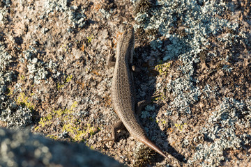 Tree Skink