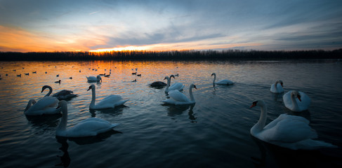 group of swans at the Danube in Austria at sunset
