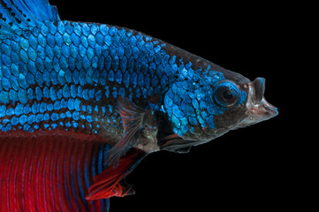 beautiful betta splendens with open mouth isolated on black back