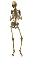 Human Skeleton