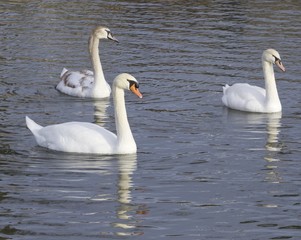 Fototapeta premium Mute swans generations