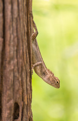 Closeup of Changeable lizard on tree