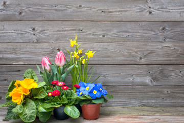 spring flowers in pots on wooden background