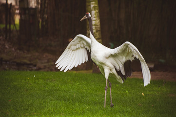 stork bird with wide open wings