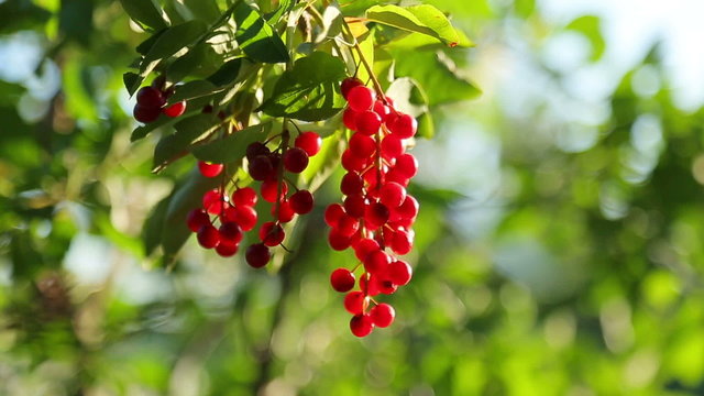 Bunch of bird cherry hanging on a tree