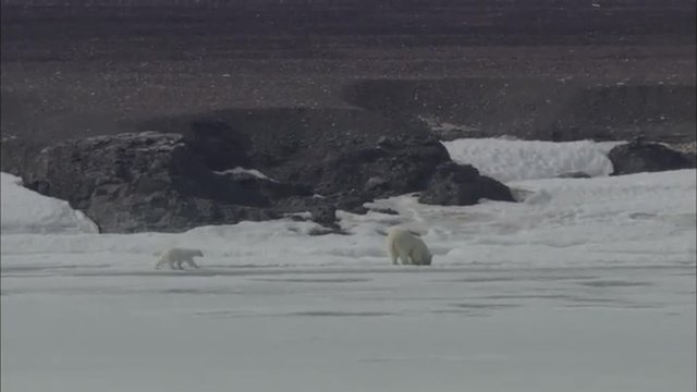 Polar Bears Walking Coastline
