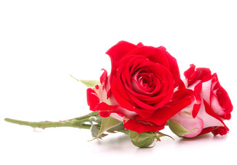 Red rose flower bouquet isolated on white background cutout