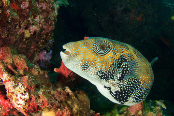 Pufferfish