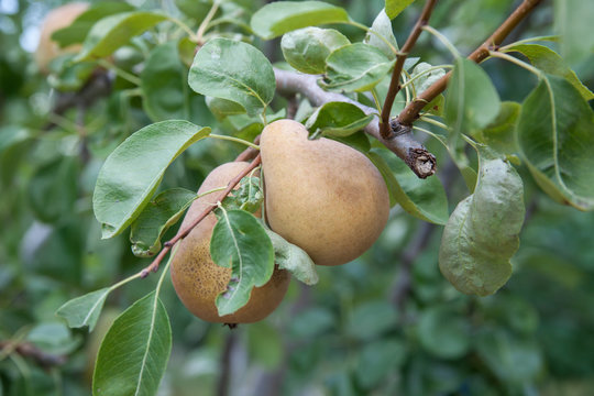 Delicious Pears on the tree in the fruit garden