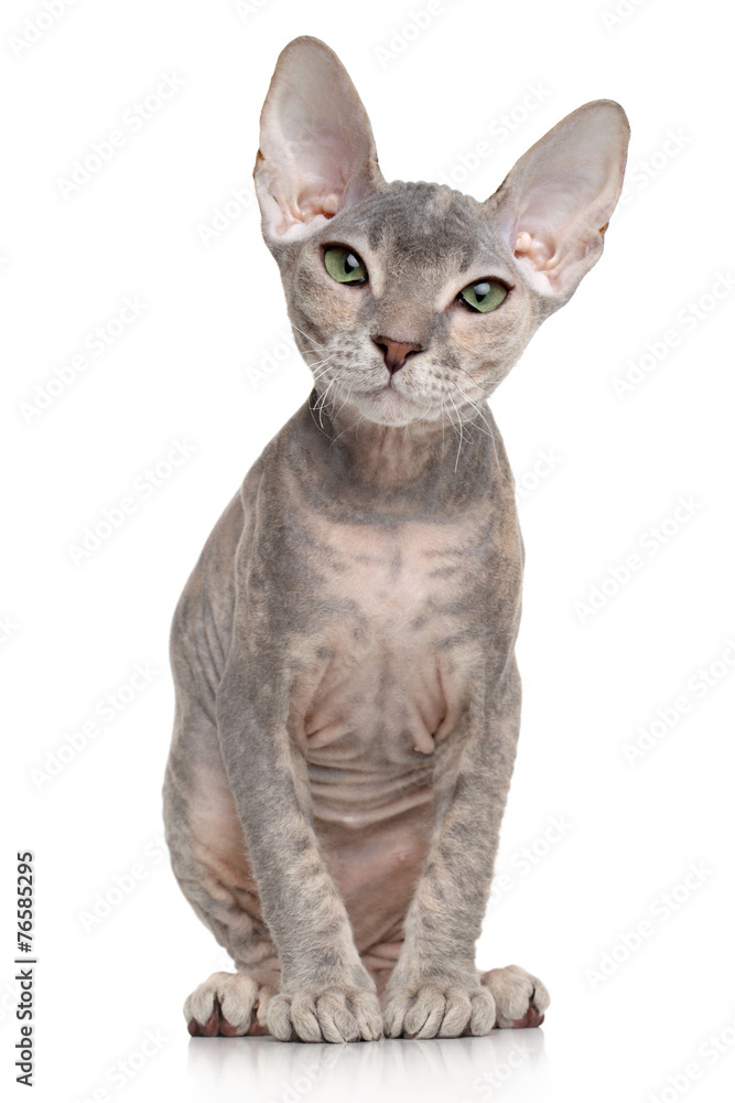 Canvas Prints don sphynx kitten on white background