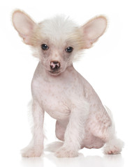 Chinese crested puppy