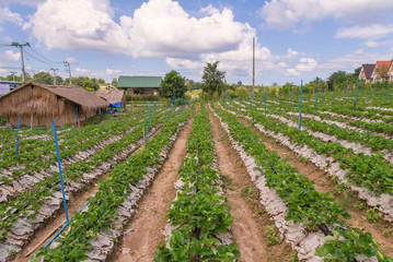 Strawberry bush growing in agriculture farm