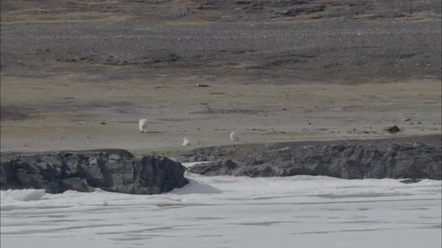 Polar Bears Norwegian Coastline