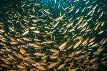 Snapper Fish School