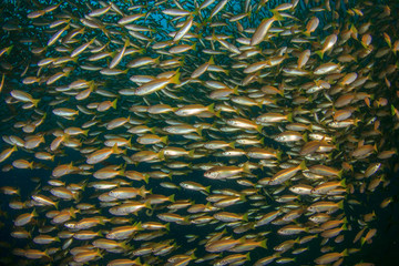 Snapper Fish School