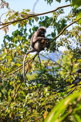 Dusky Langur sitting on tree branch