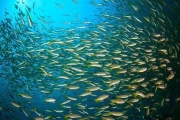 Obraz na płótnie Canvas School Snapper Fish underwater in ocean