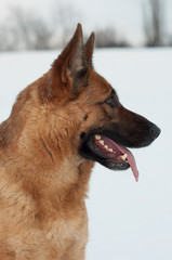 Portrait of a German Shepherd Dog in Winter