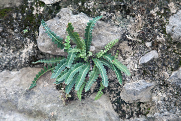Asplenium ceterach