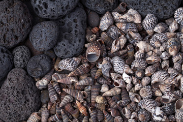 Sea shells