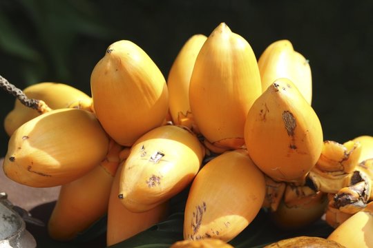 Eggfruit - Canistel Fruit