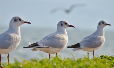 Seagulls, Bird, Seagull Background