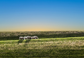 sheeps grazing at the dyke