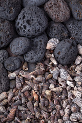 Beach stones and shells