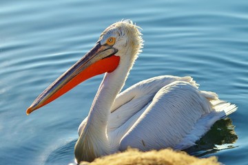 Pelican on Water, Pelican,Seabird