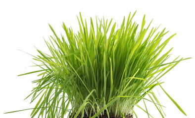 Büschel Katzengras