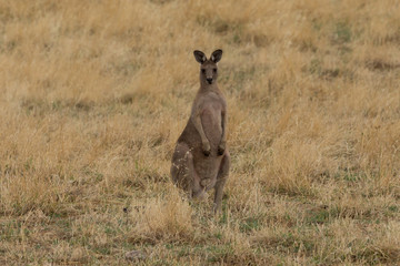 Kangaroo