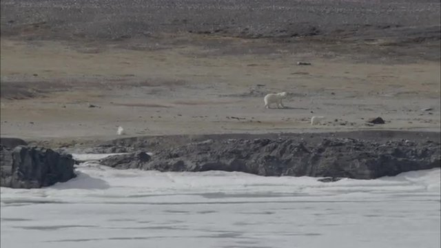 Polar Bears Norwegian Coastline