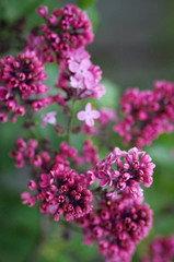 Фиолетовая сирень на зеленом фоне