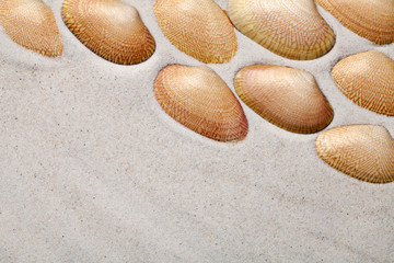 Shells