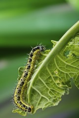 bruco di farfalla cavolaia